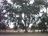 baum